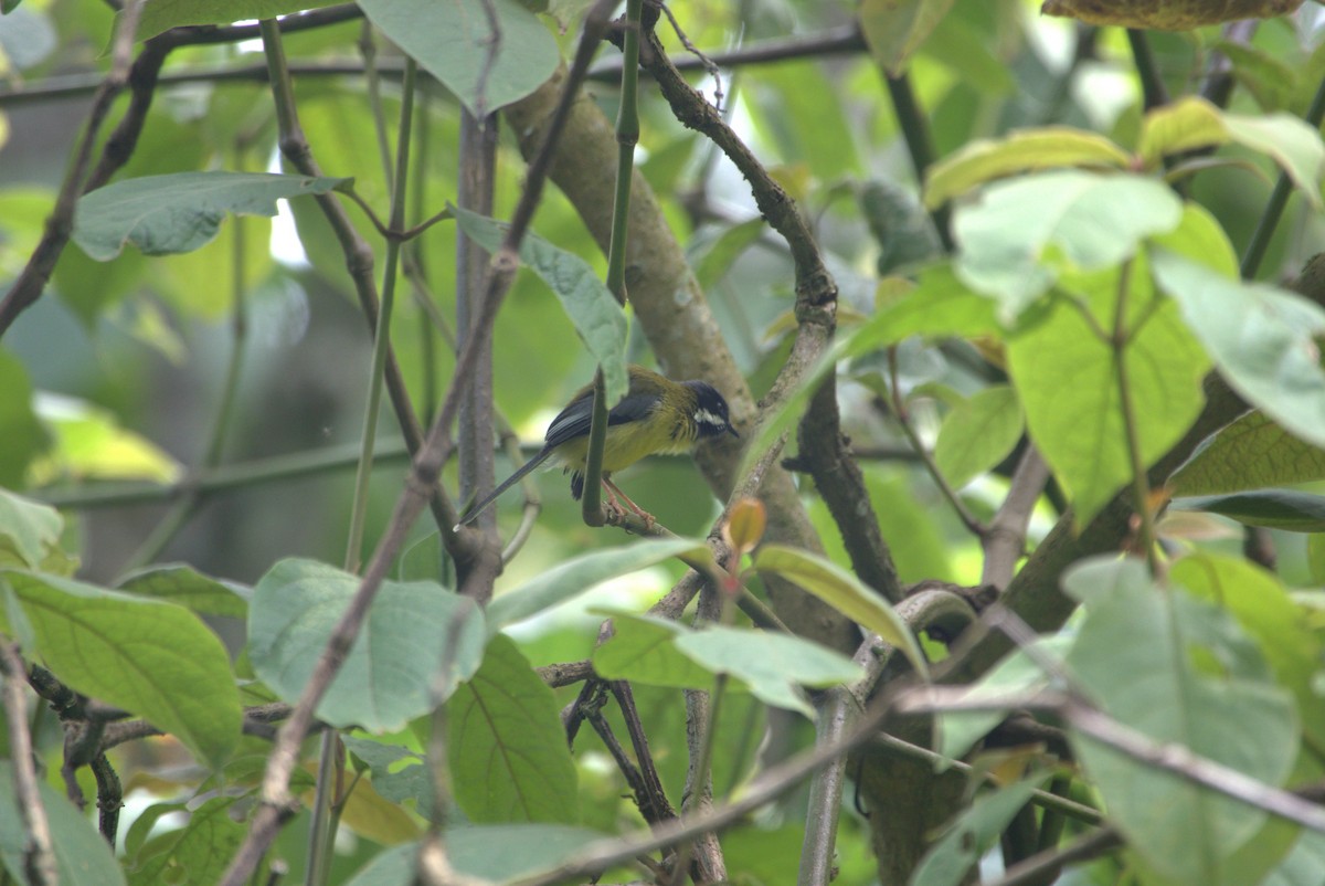 Apalis à gorge noire - ML629081352