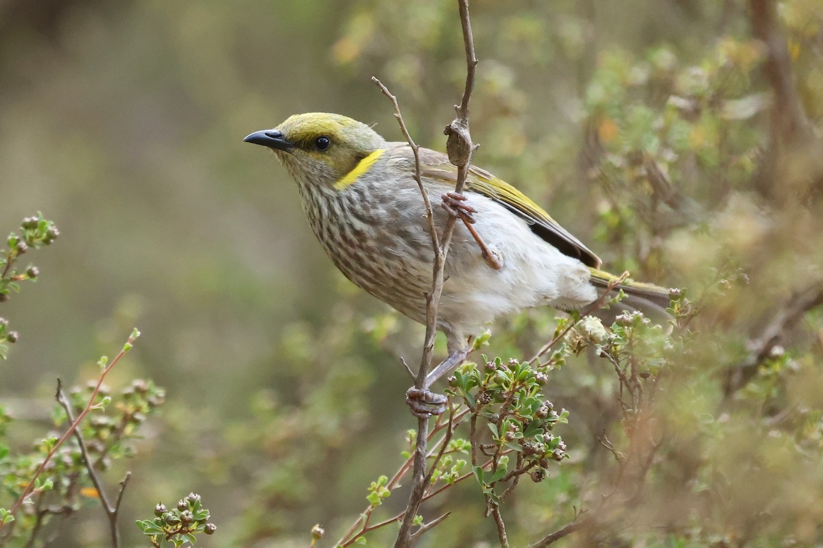 Yellow-plumed Honeyeater - ML629081388