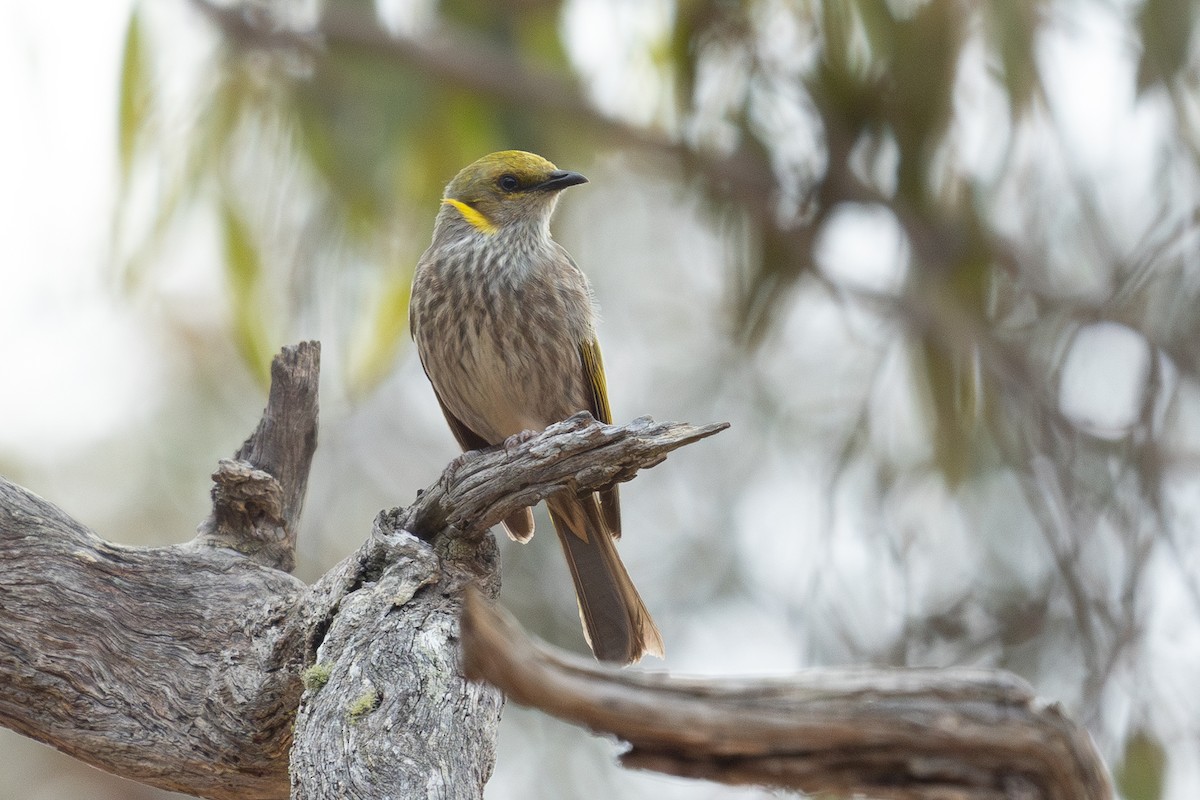 Yellow-plumed Honeyeater - ML629081389