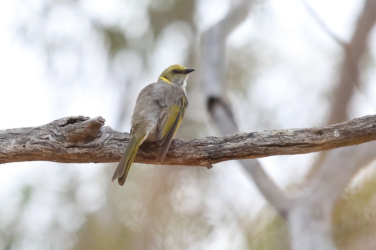 Yellow-plumed Honeyeater - ML629081390