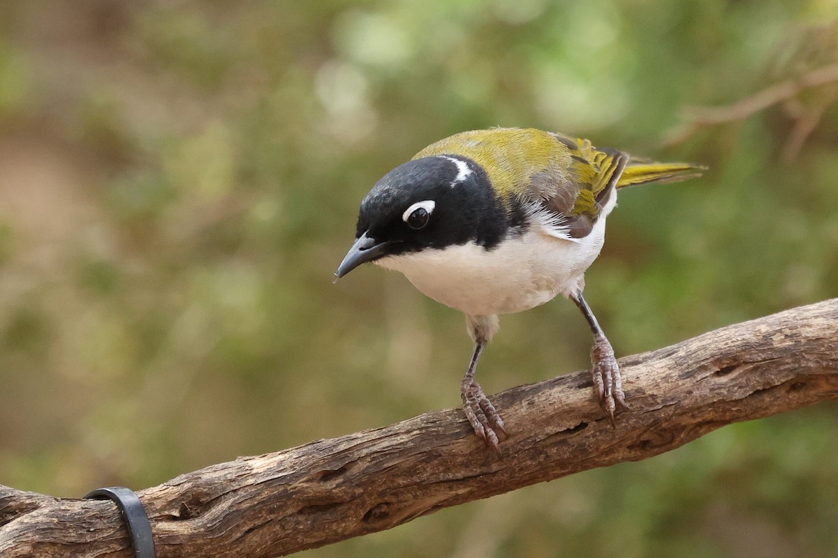 Gilbert's Honeyeater - ML629081394