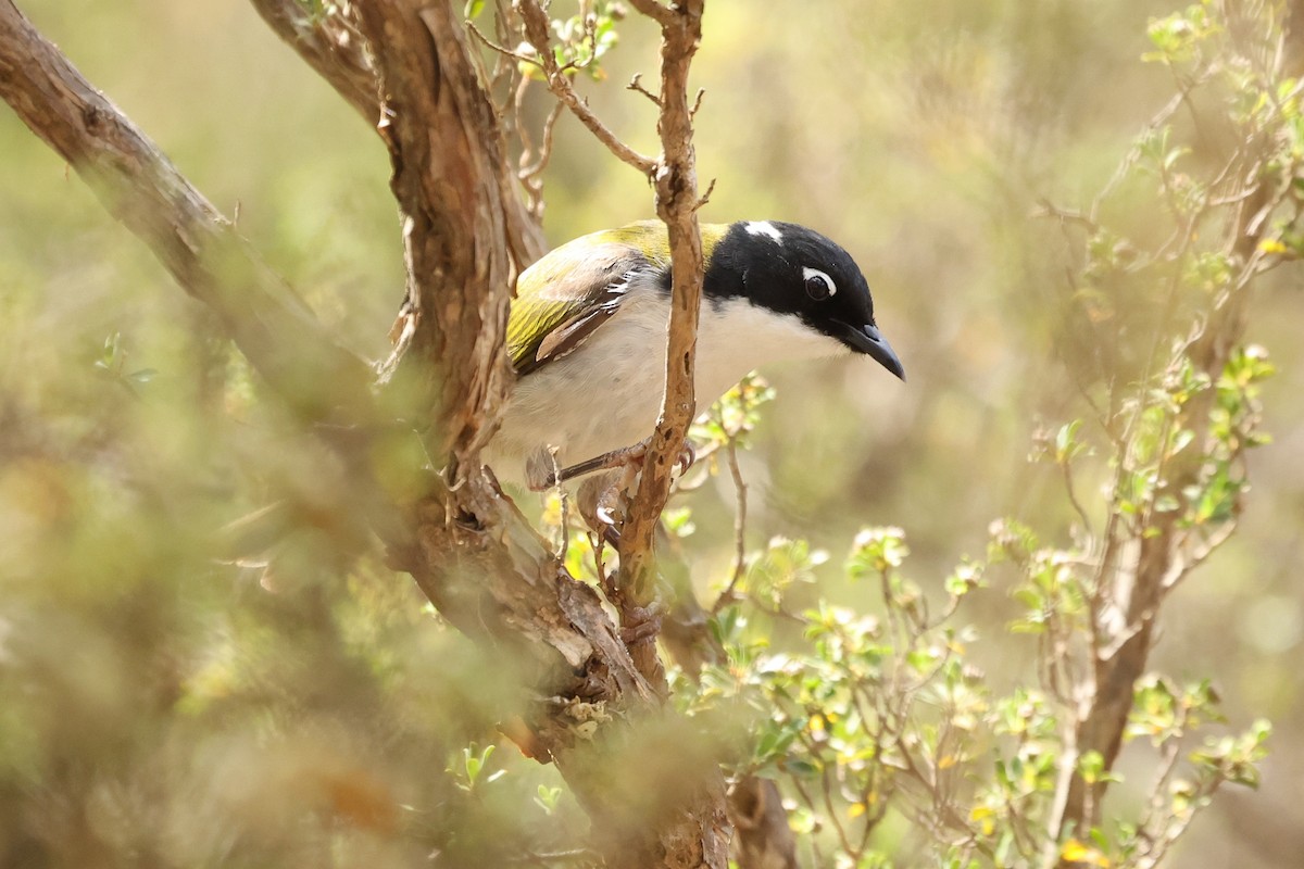 Gilbert's Honeyeater - ML629081395