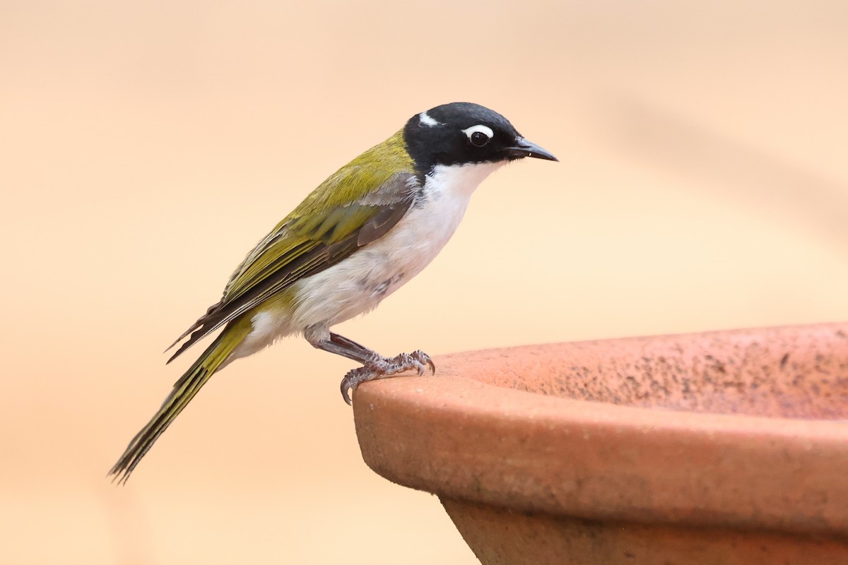 Gilbert's Honeyeater - ML629081396