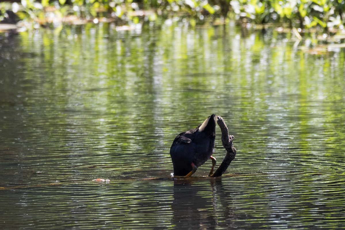 Dusky Moorhen - ML629081442