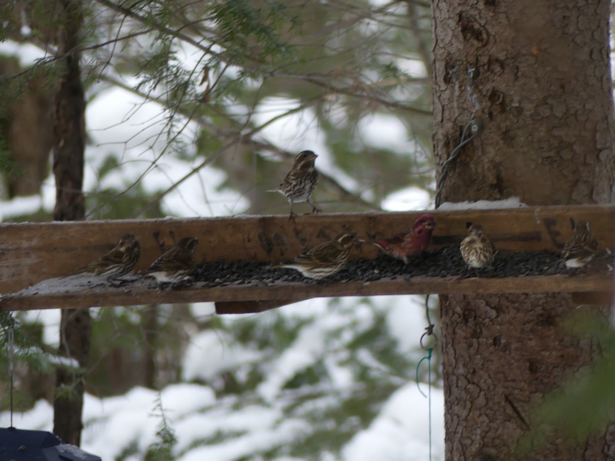 Purple Finch - ML629081497