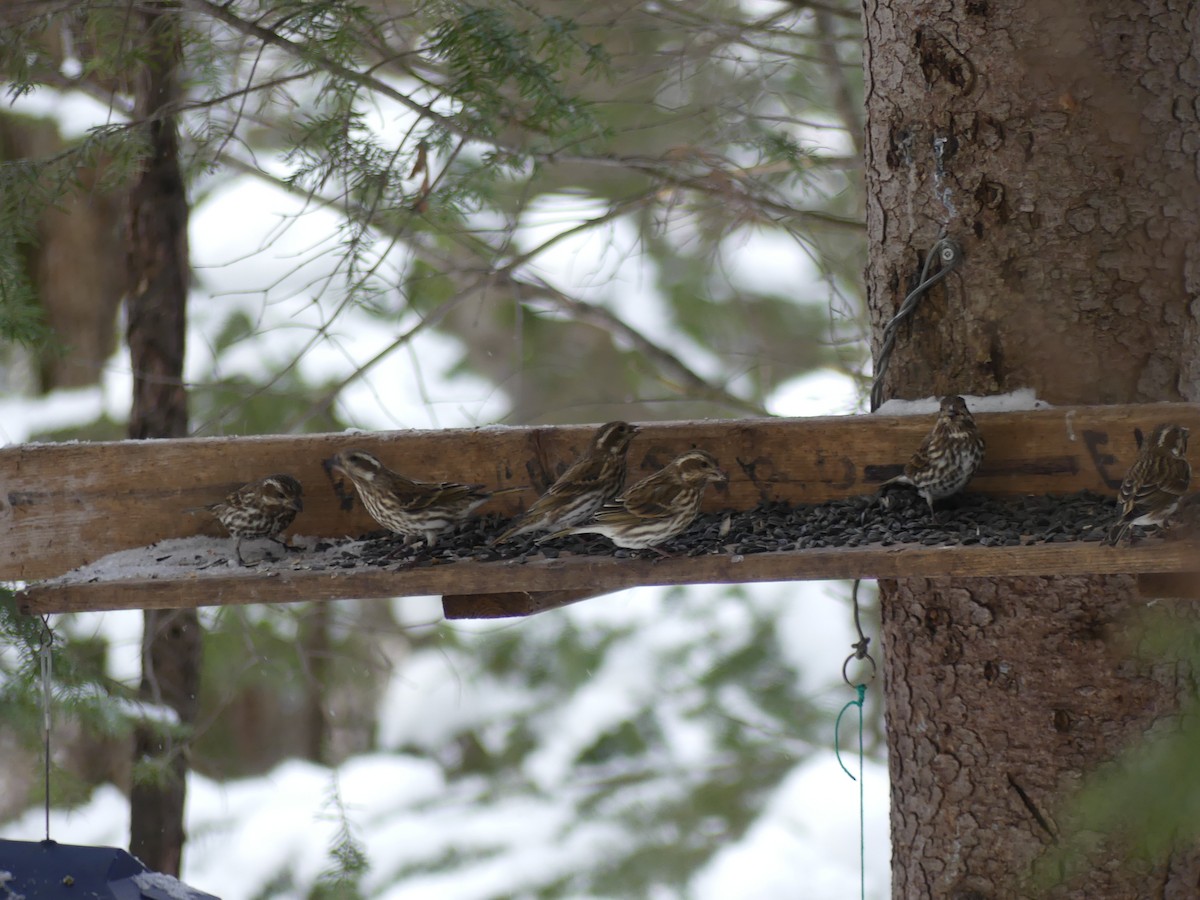 Purple Finch - ML629081498