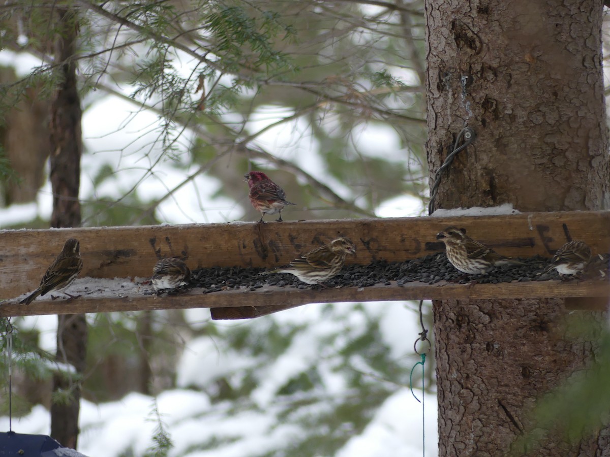 Purple Finch - ML629081499