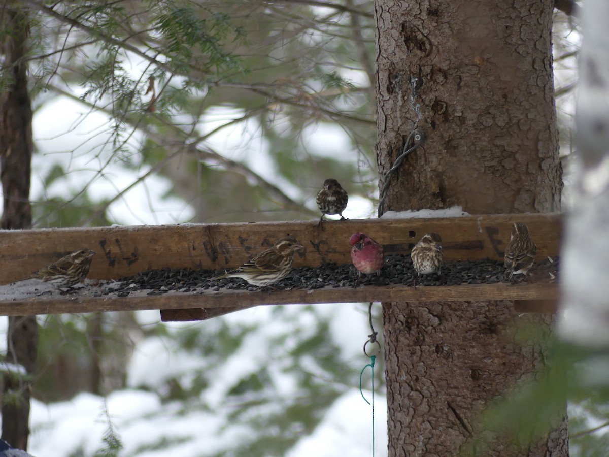 Purple Finch - ML629081500