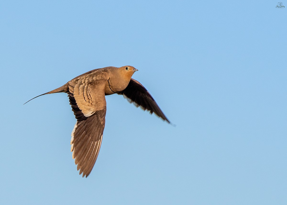 Chestnut-bellied Sandgrouse - ML629081519