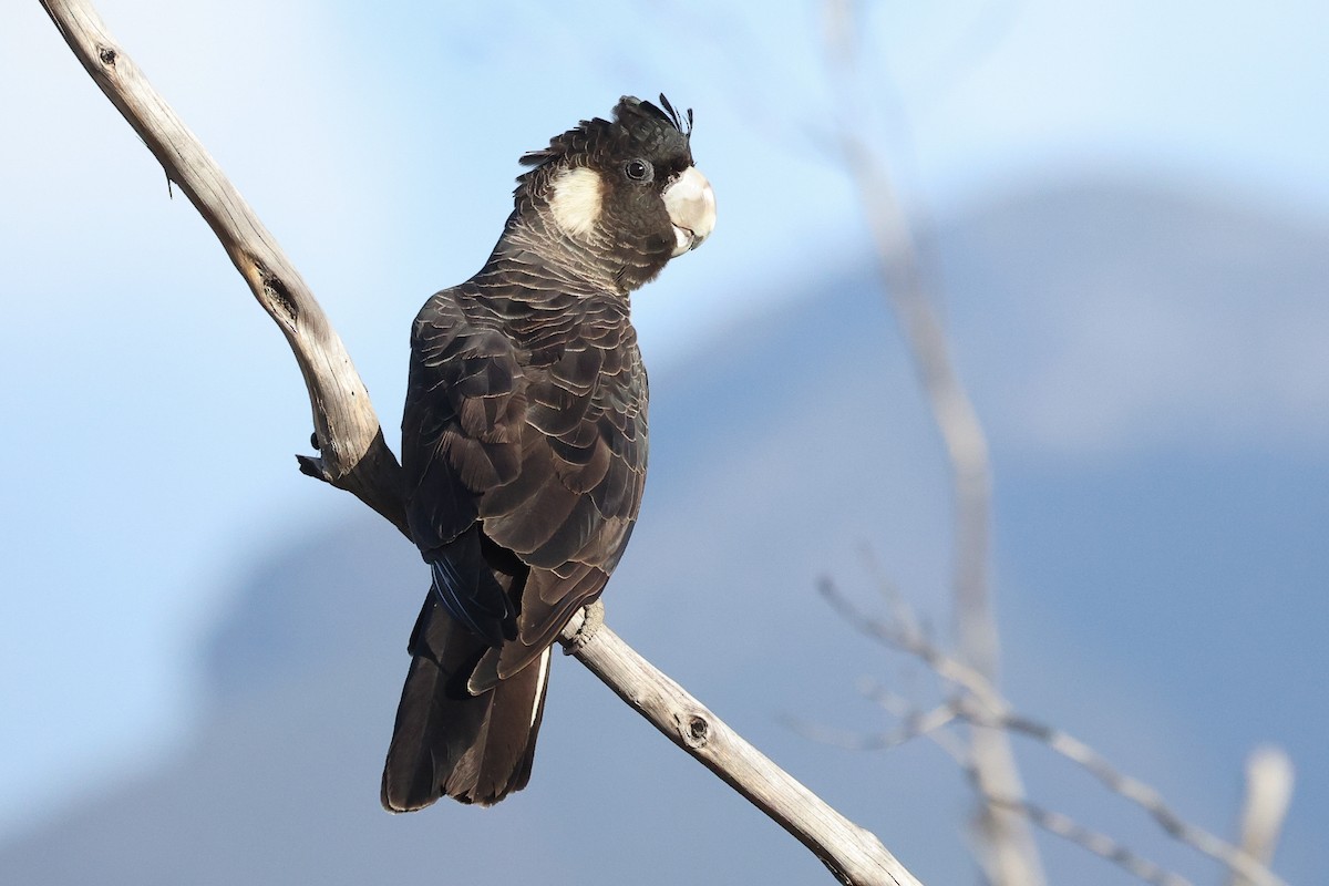 Carnaby's Black-Cockatoo - ML629081577