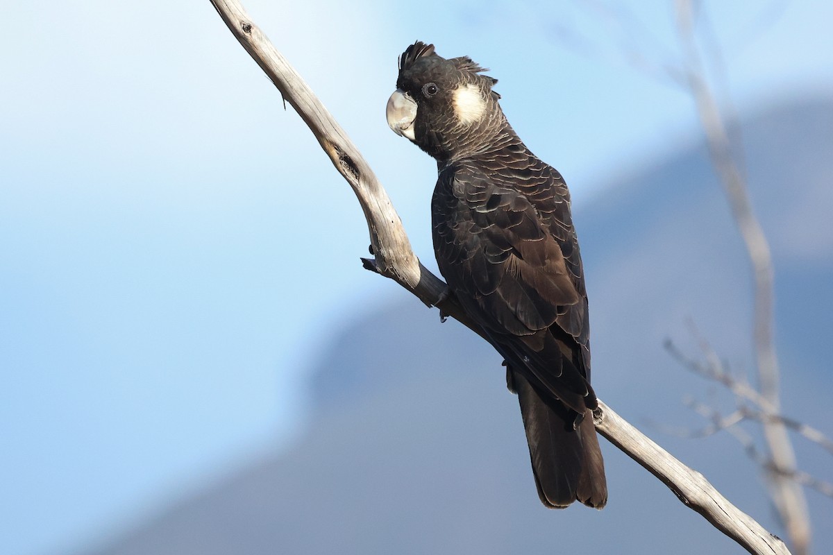 Carnaby's Black-Cockatoo - ML629081578