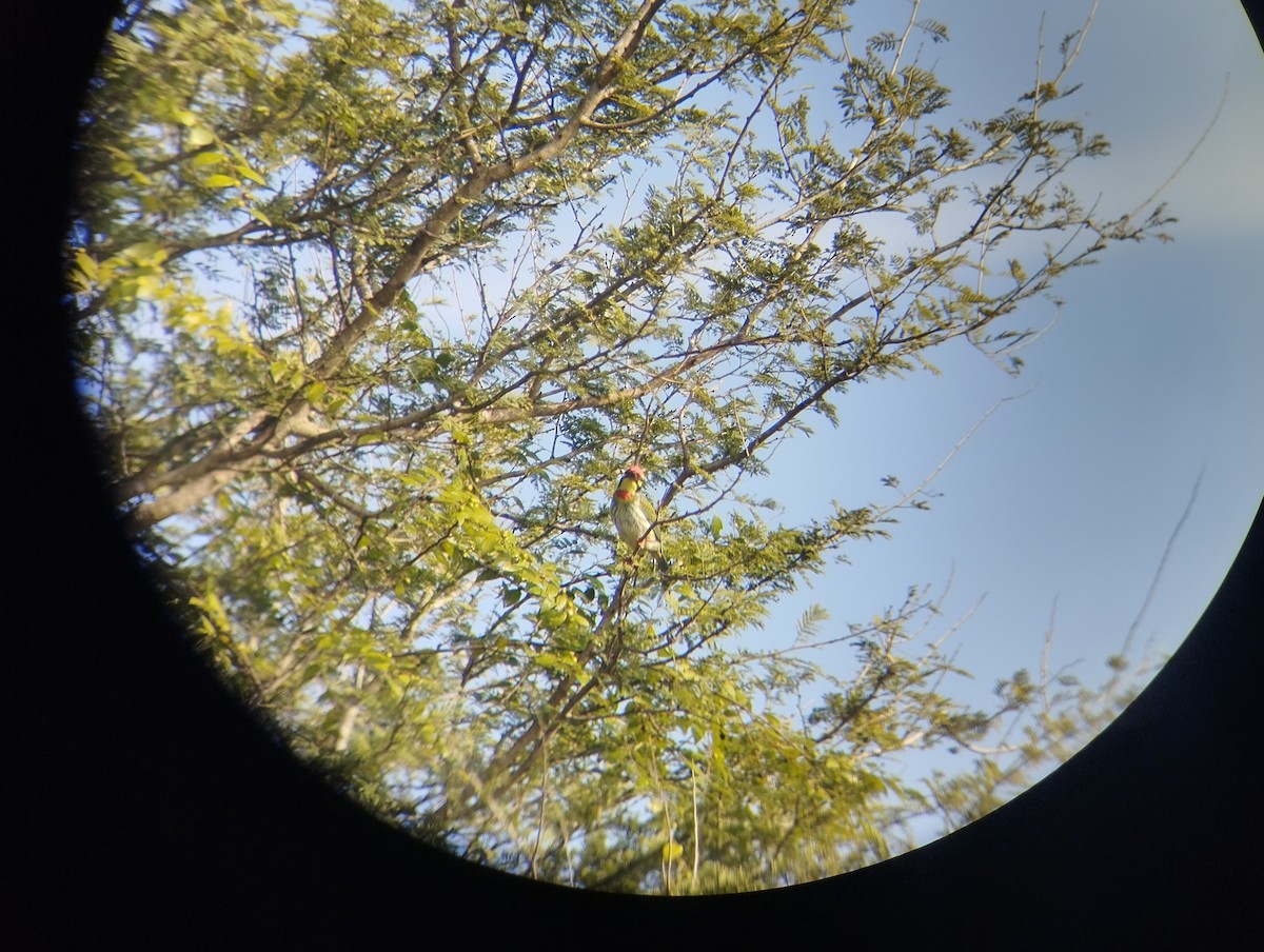 Coppersmith Barbet - ML629081580