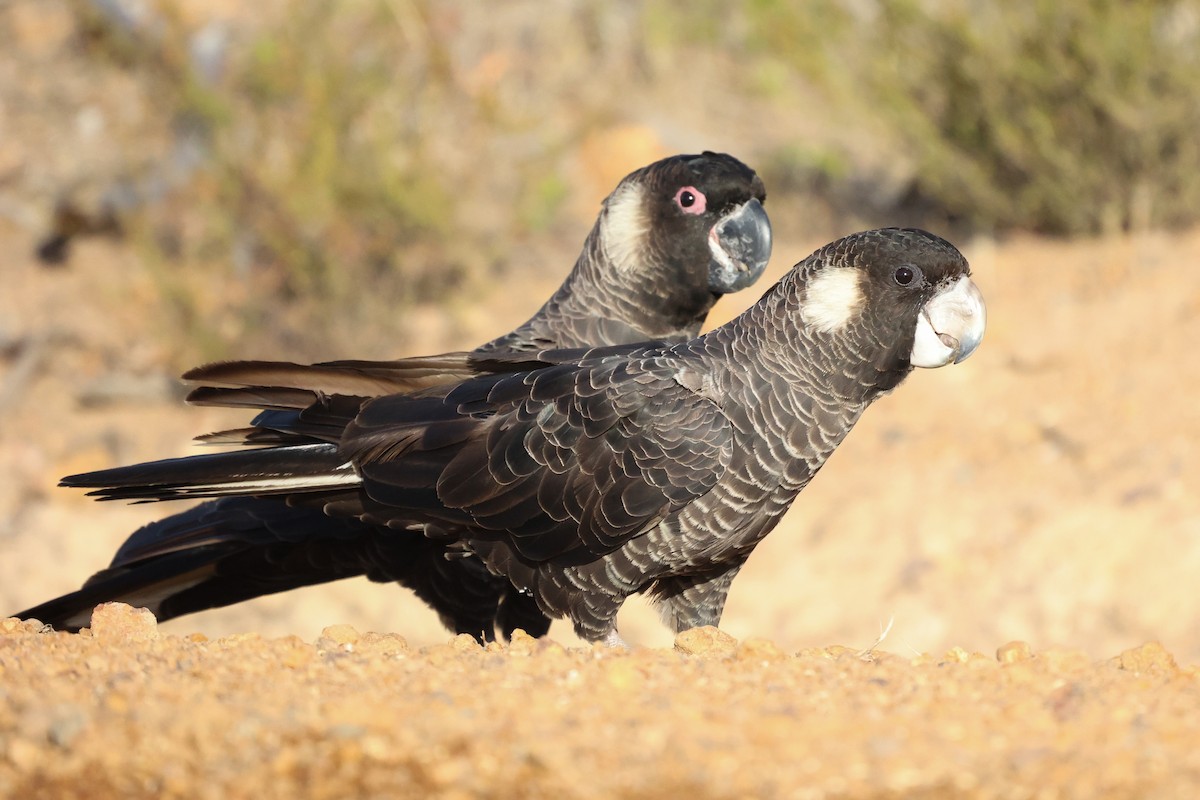 Carnaby's Black-Cockatoo - ML629081608