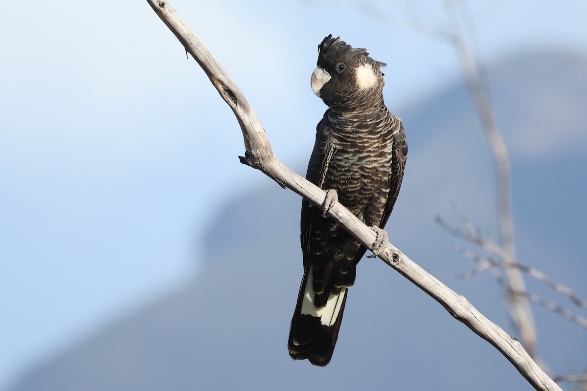 Carnaby's Black-Cockatoo - ML629081609