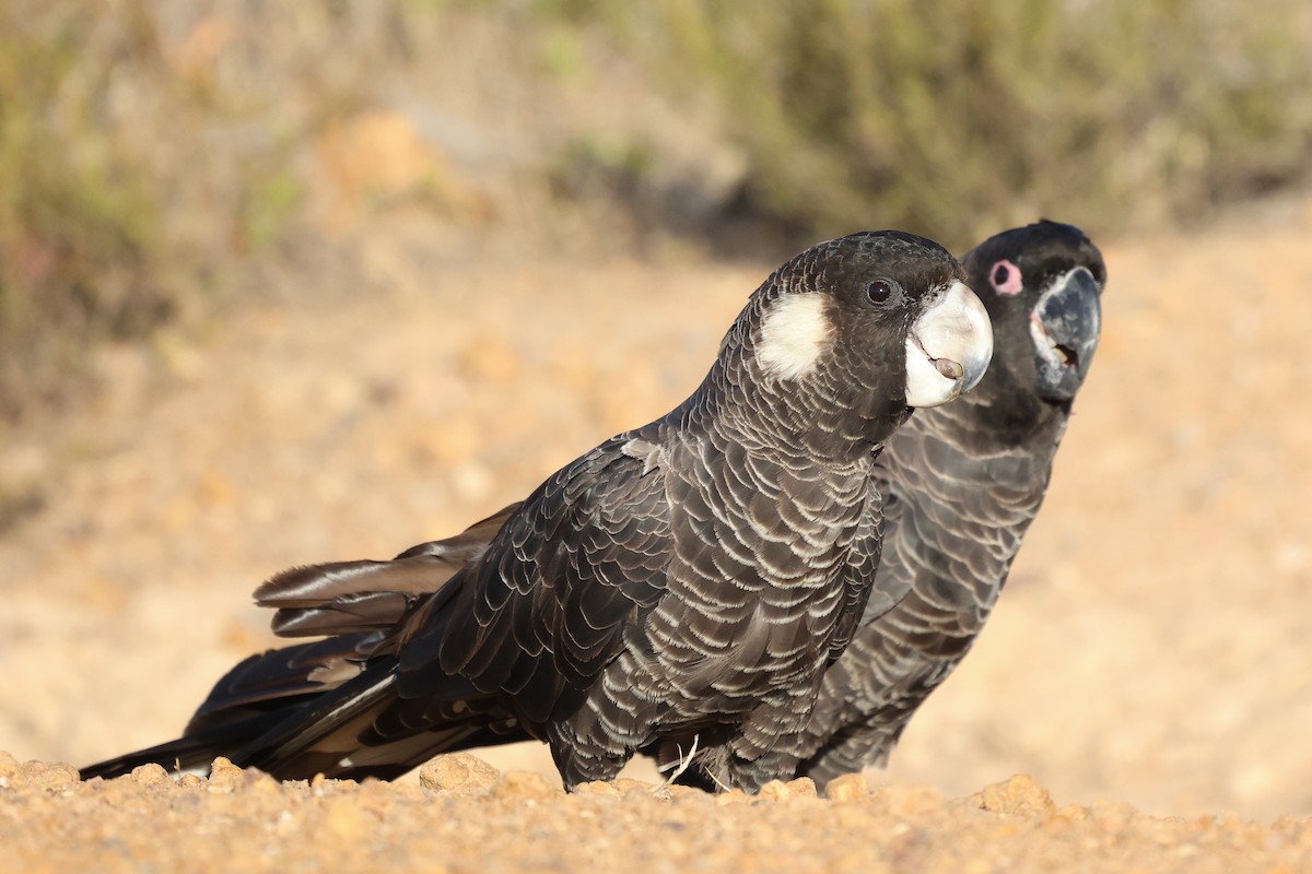 Carnaby's Black-Cockatoo - ML629081622