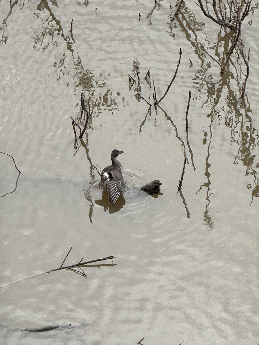 Spießente - ML629081699