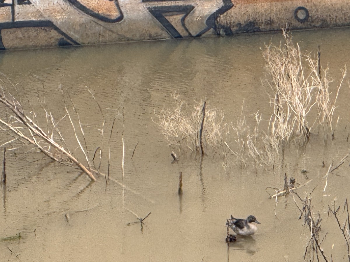 Spießente - ML629081700