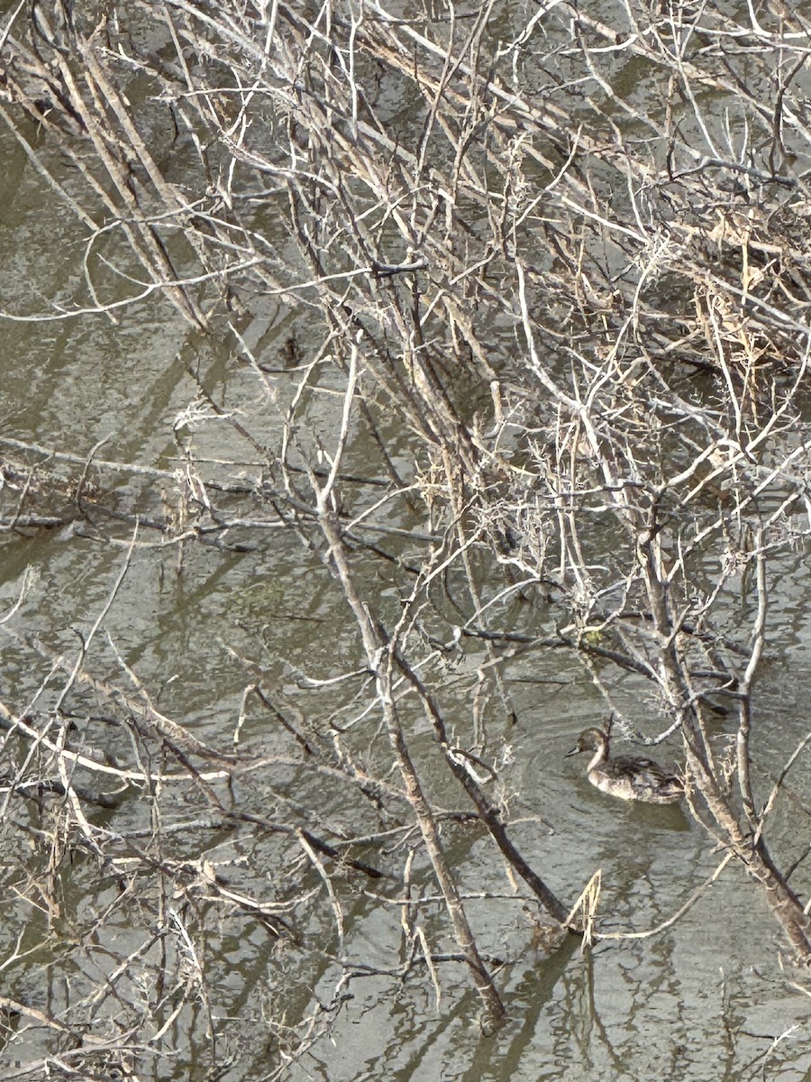 Spießente - ML629081701