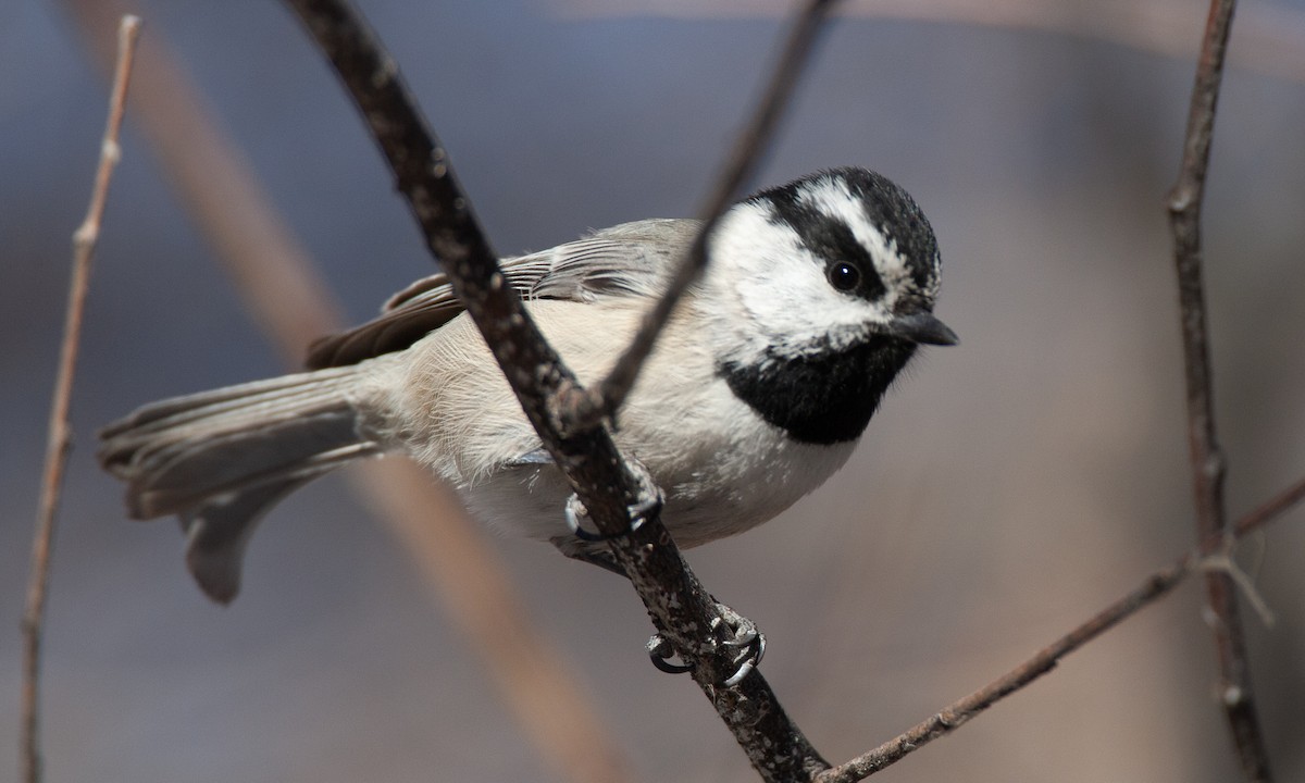 Mountain Chickadee - ML629081879