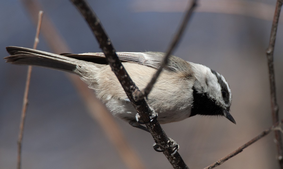 Mountain Chickadee - ML629081880