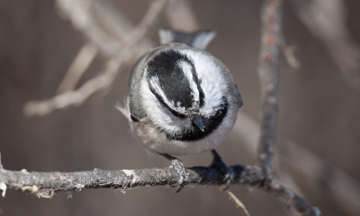 Mountain Chickadee - ML629081881