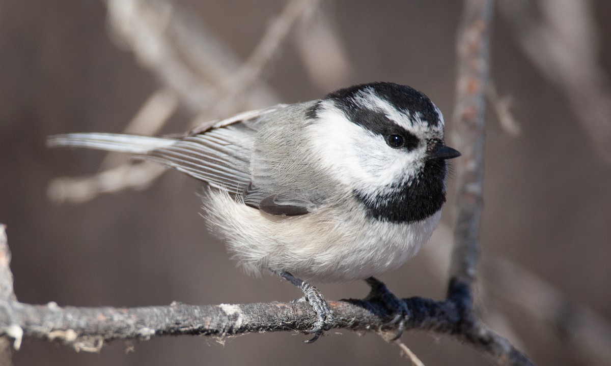 Mountain Chickadee - ML629081883