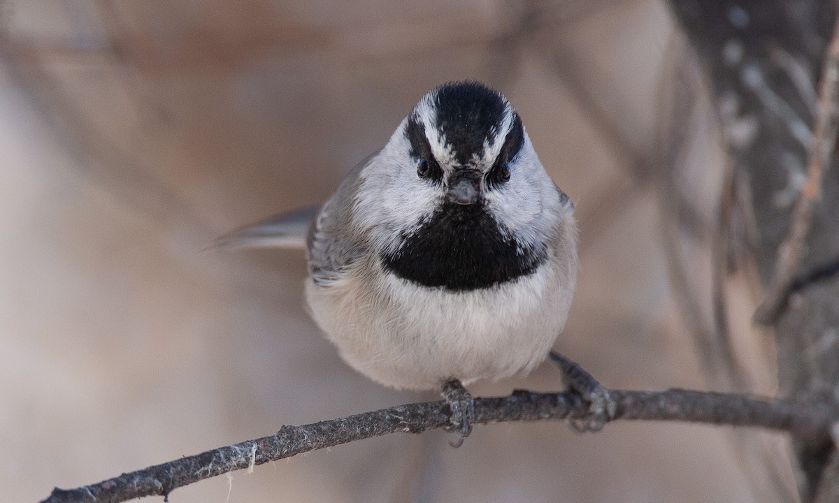 Mountain Chickadee - ML629081884