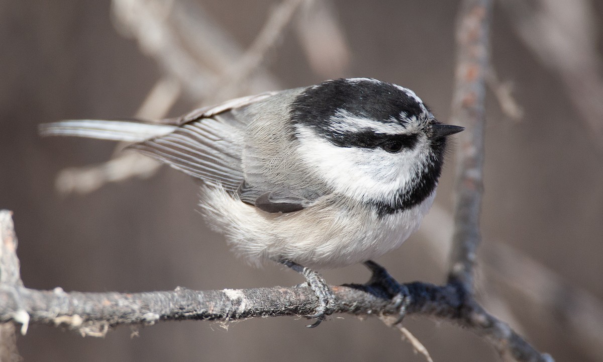 Mountain Chickadee - ML629081885