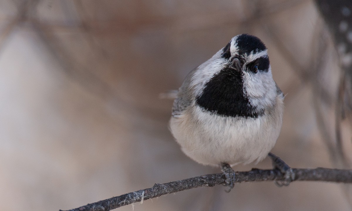 Mountain Chickadee - ML629081886