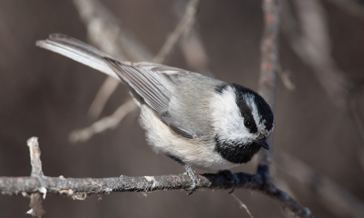 Mountain Chickadee - ML629081887