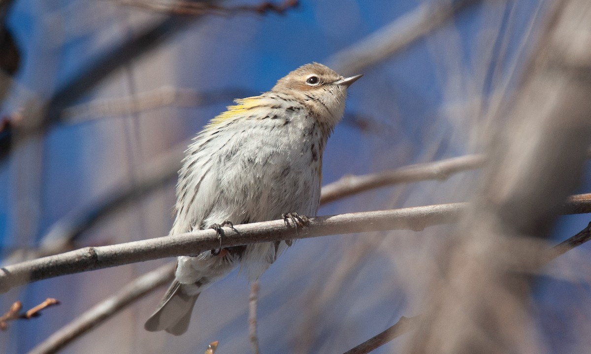 Yellow-rumped Warbler (Myrtle) - ML629081893