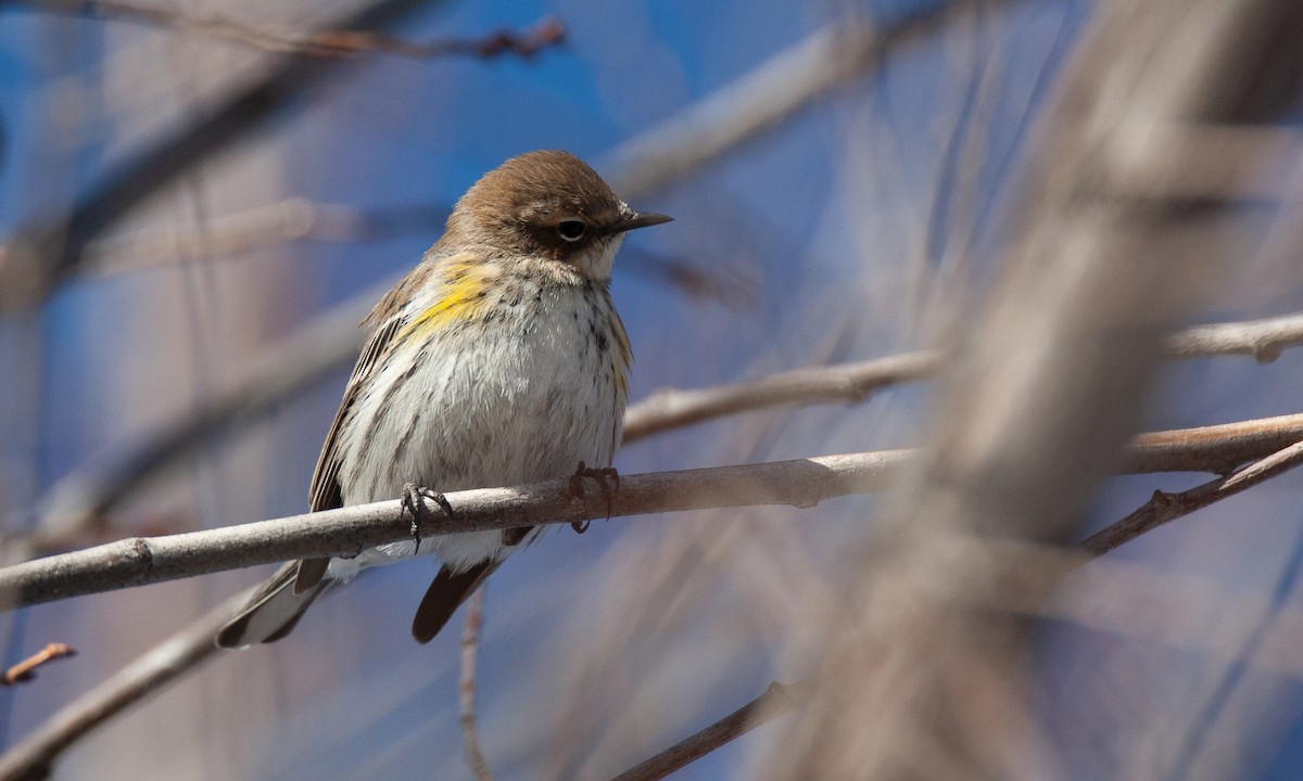 Yellow-rumped Warbler (Myrtle) - ML629081894