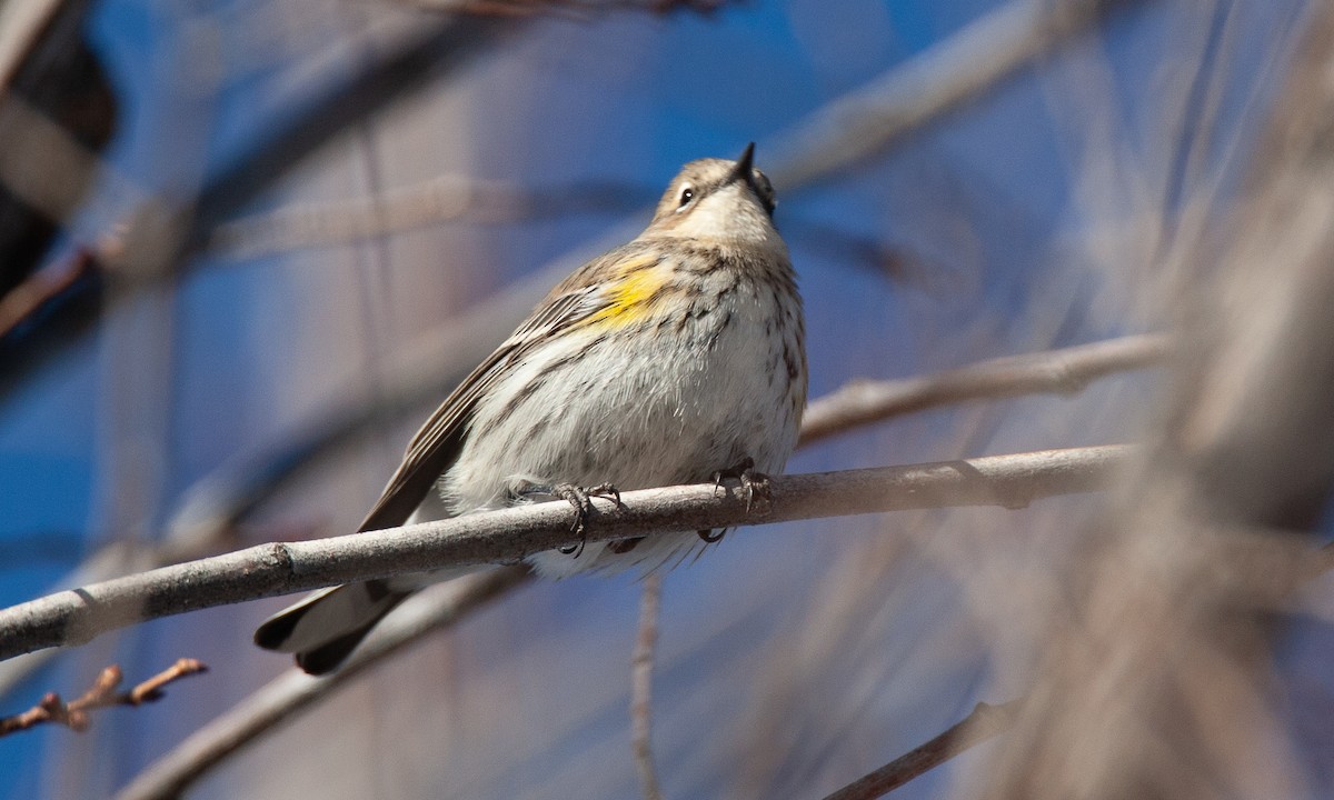 Yellow-rumped Warbler (Myrtle) - ML629081895