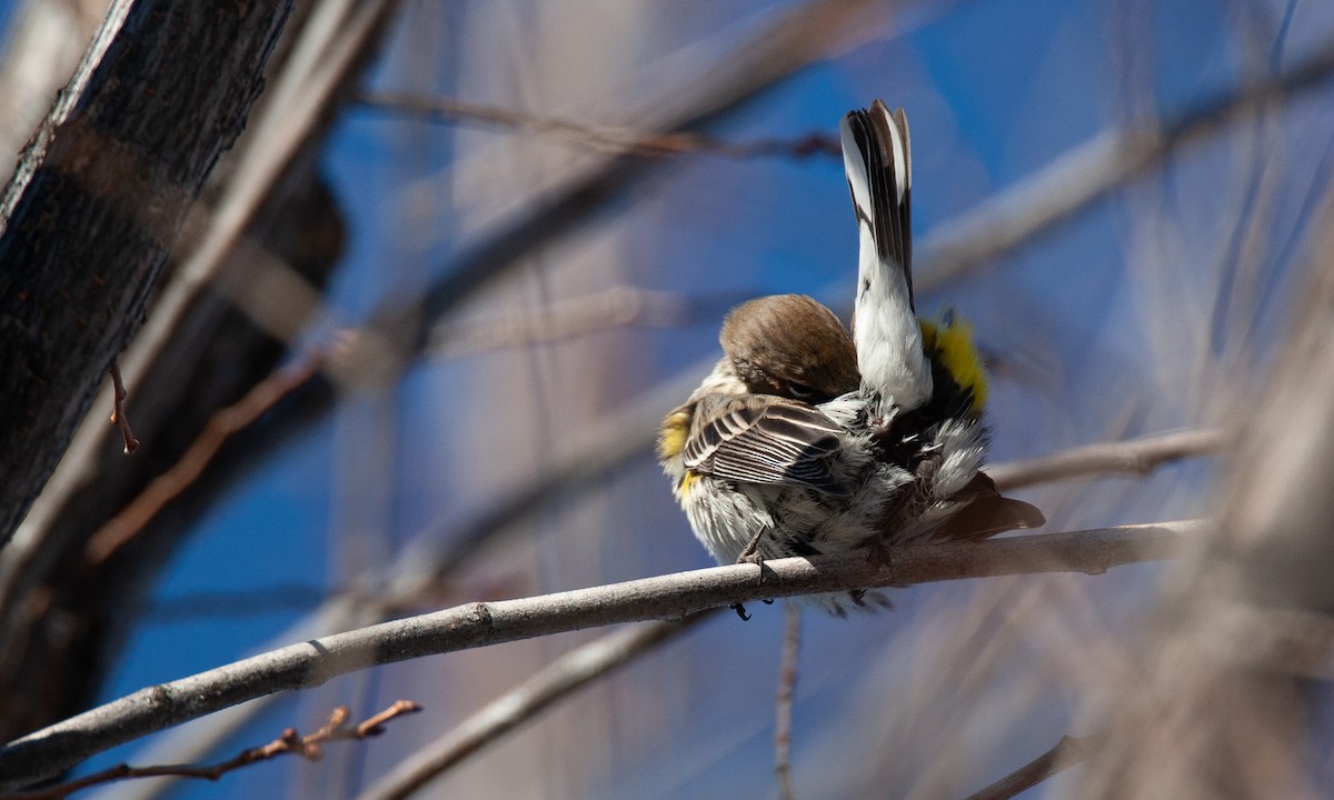 Yellow-rumped Warbler (Myrtle) - ML629081896