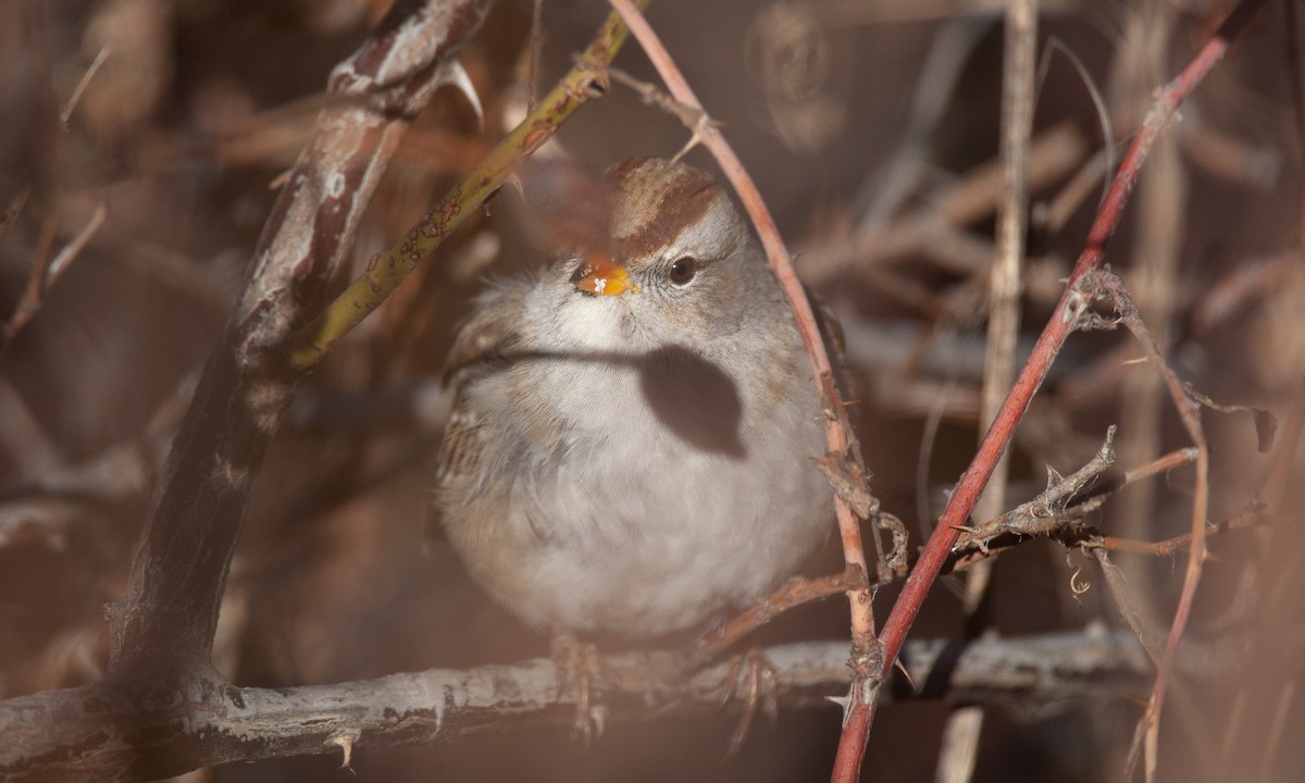 White-crowned Sparrow (Gambel's) - ML629081901