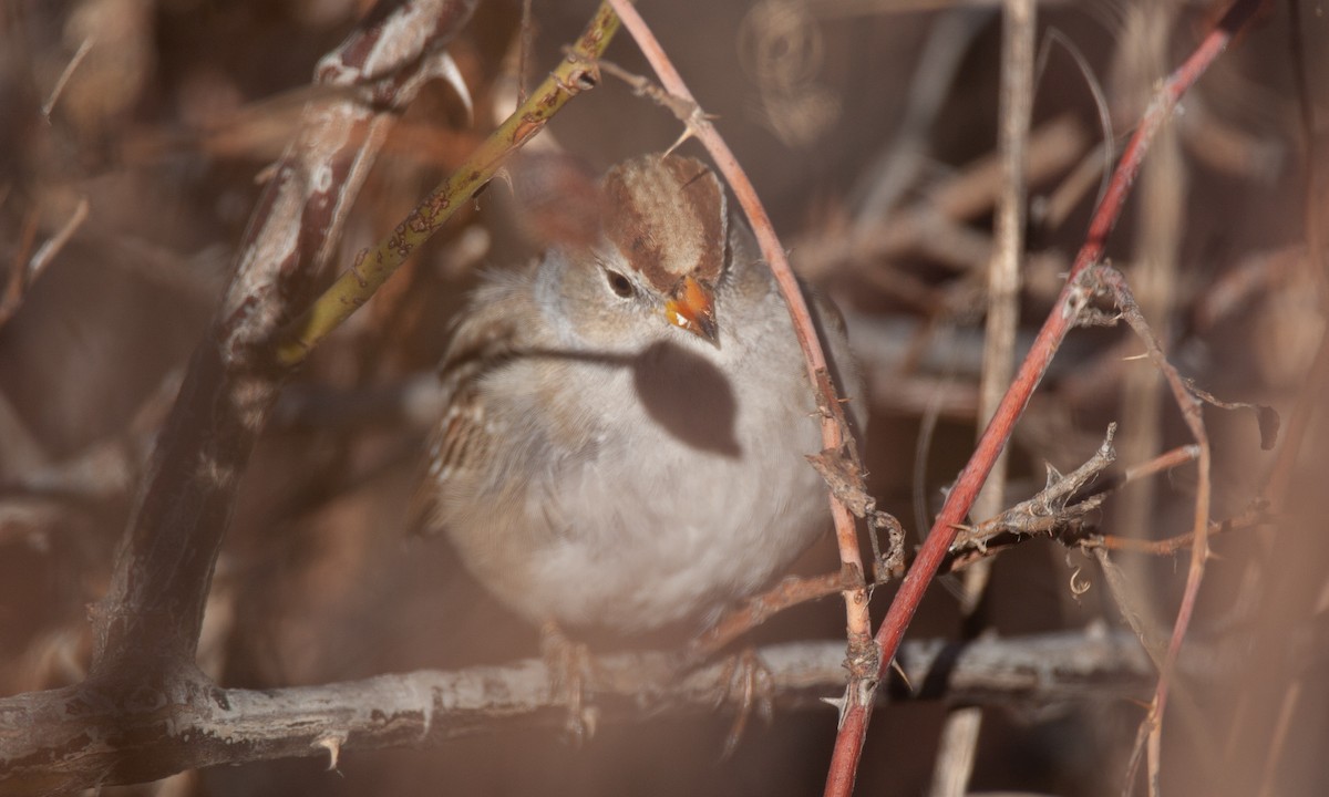 White-crowned Sparrow (Gambel's) - ML629081902