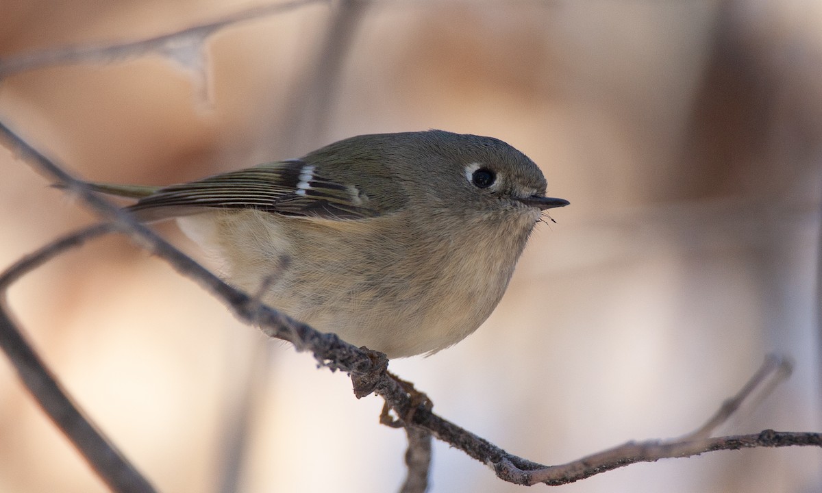 Ruby-crowned Kinglet - ML629081935