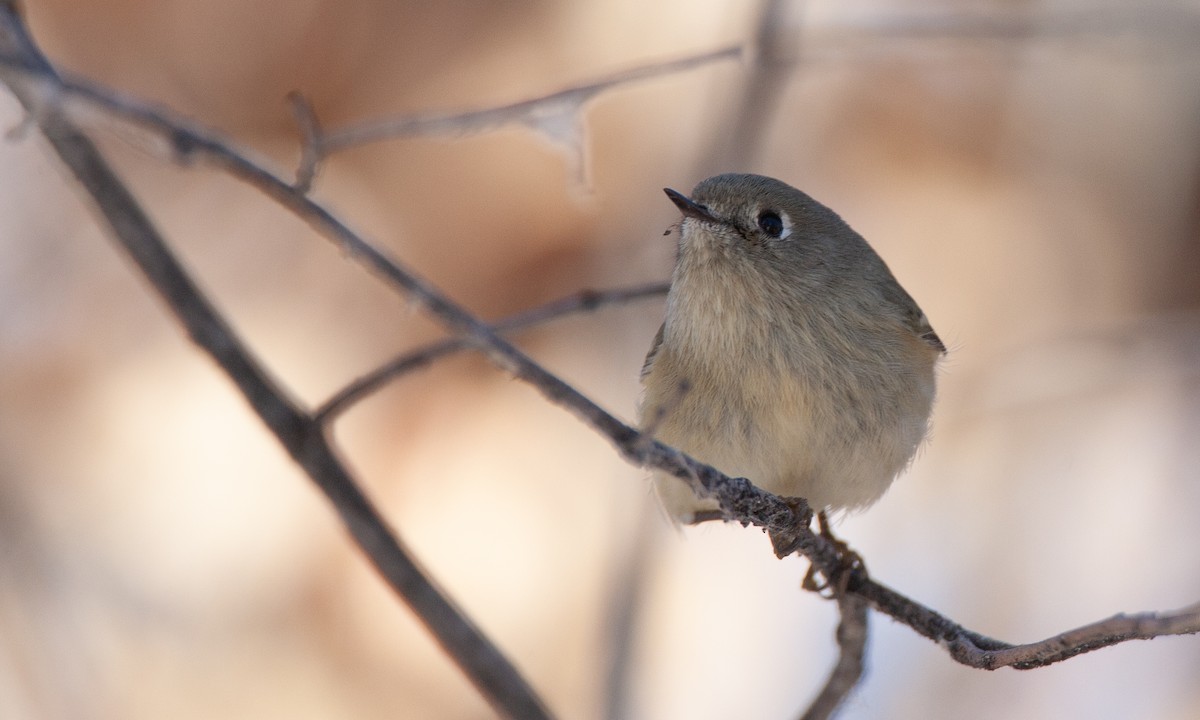 Ruby-crowned Kinglet - ML629081936