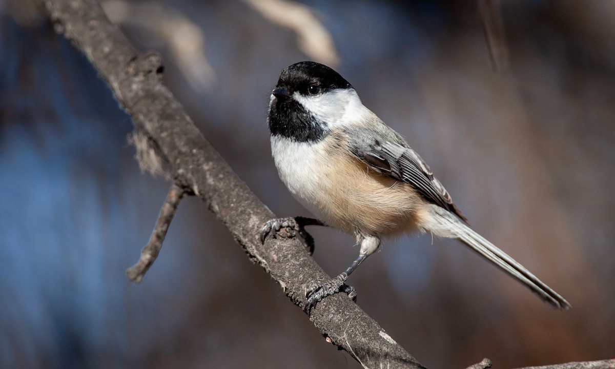 Black-capped Chickadee - ML629081941