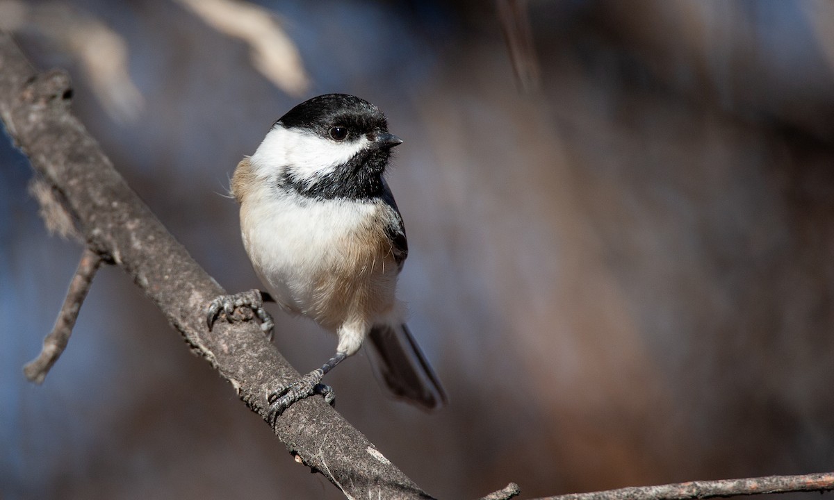 Black-capped Chickadee - ML629081942