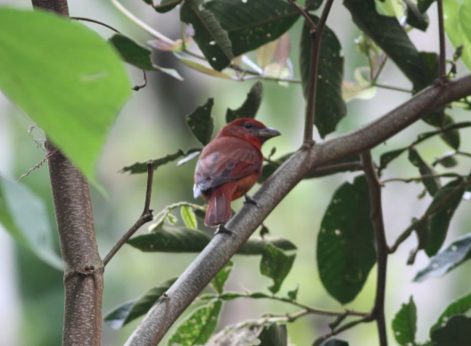 Hepatic Tanager - ML629082006