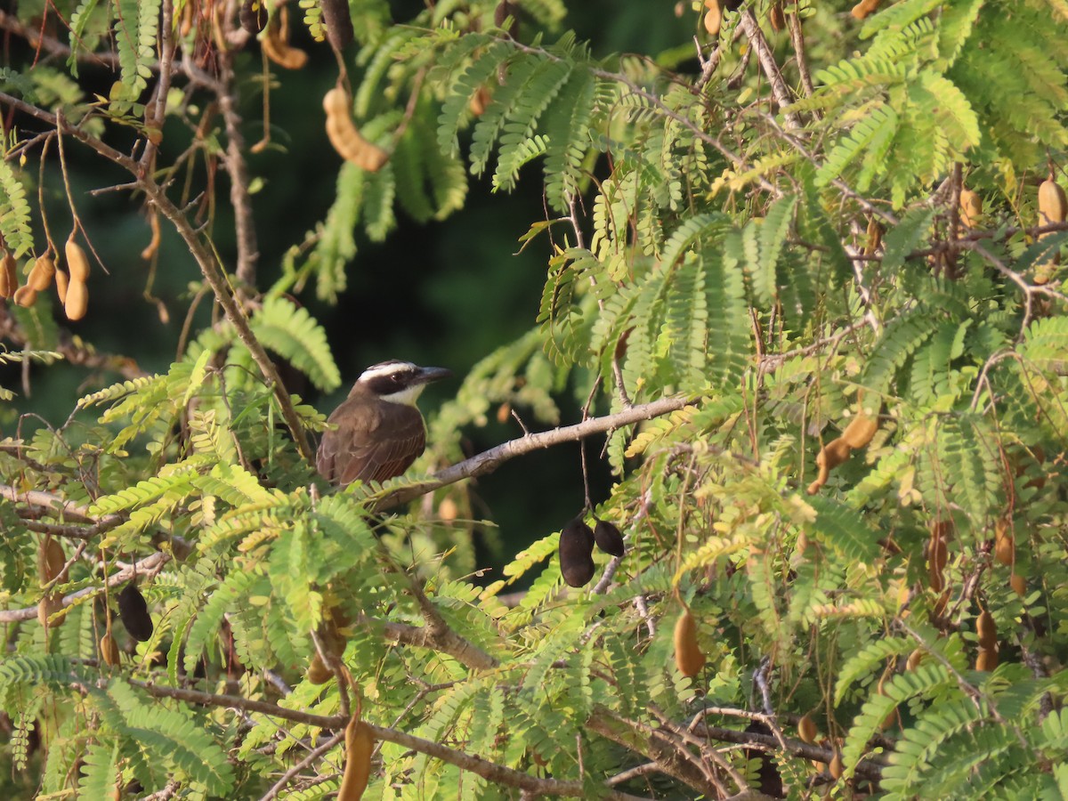 Boat-billed Flycatcher - ML629082012