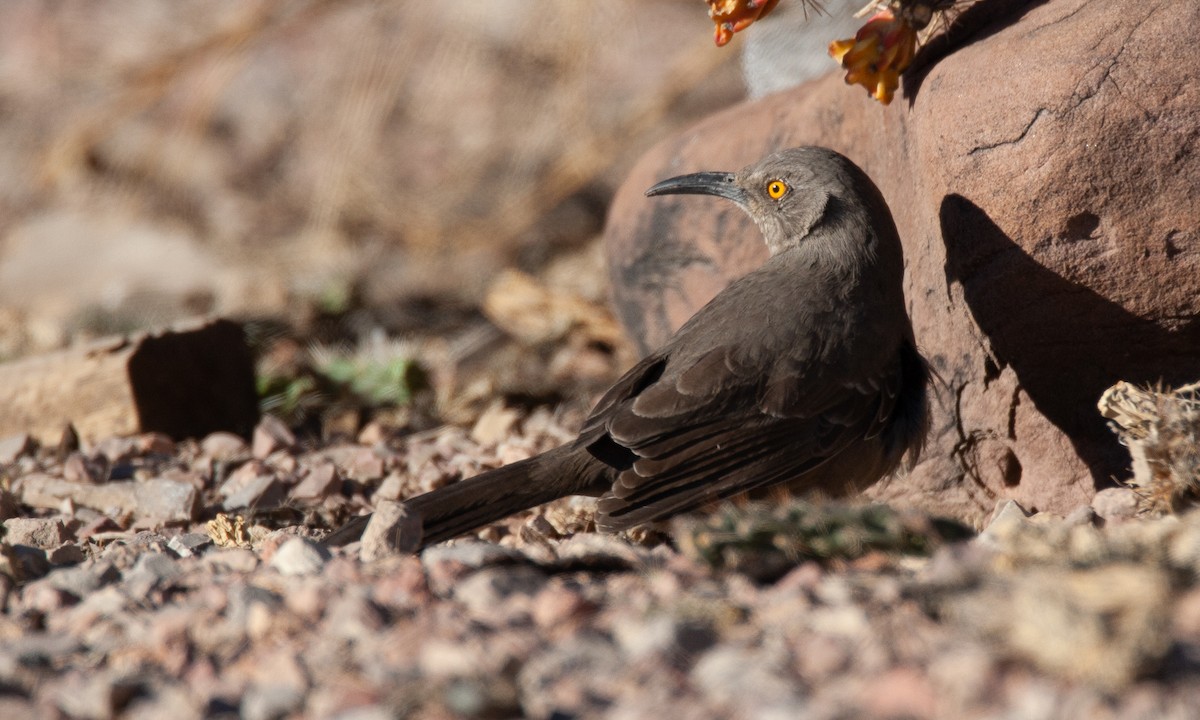 Curve-billed Thrasher - ML629082075