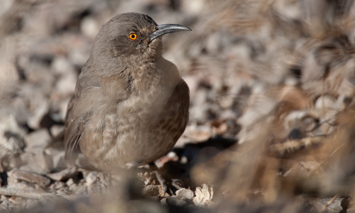 Curve-billed Thrasher - ML629082076