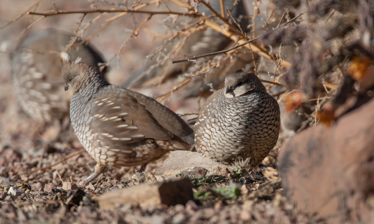 Scaled Quail - ML629082077