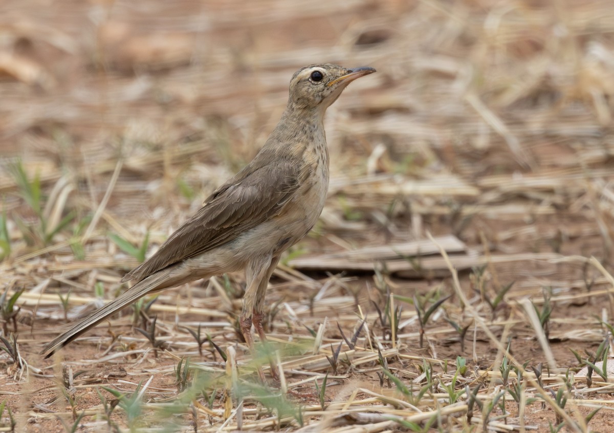 Buffy Pipit - ML629082129