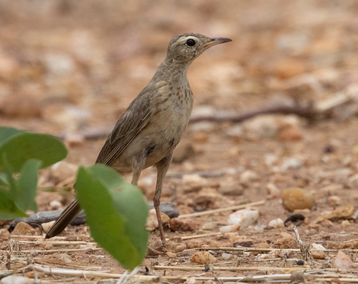 Buffy Pipit - ML629082131