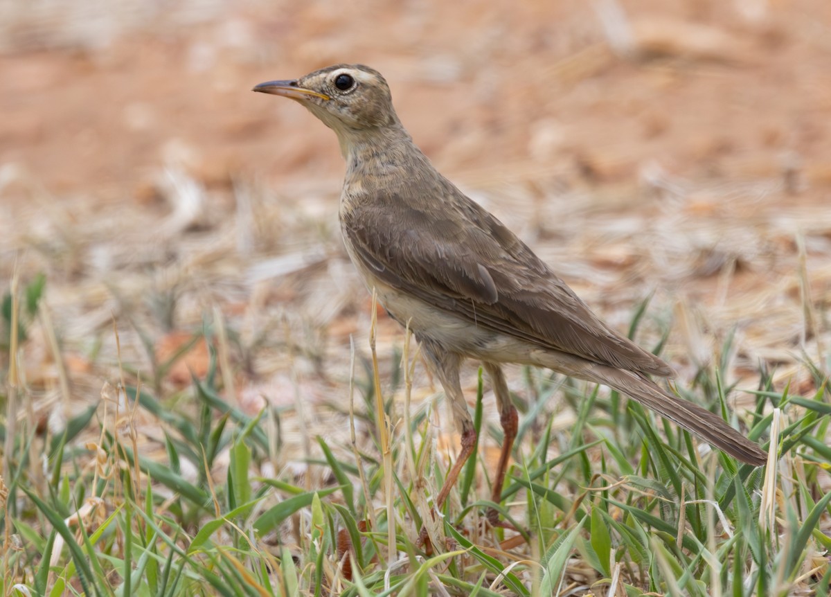Buffy Pipit - ML629082134