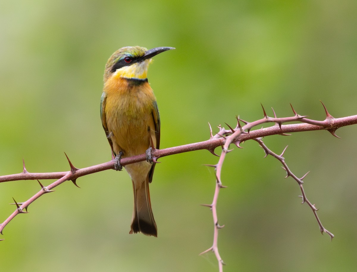 Little Bee-eater - ML629082139