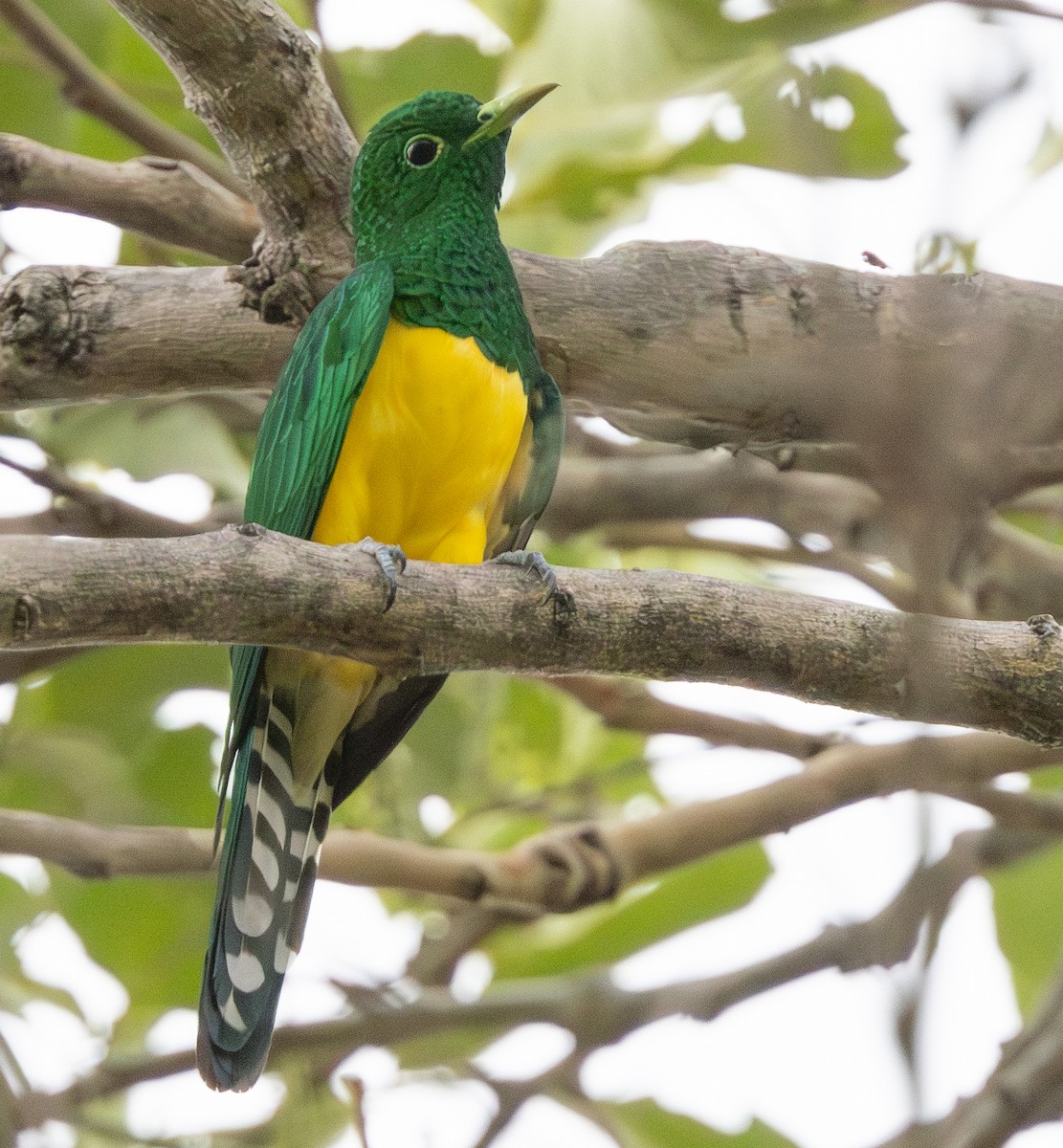 African Emerald Cuckoo - ML629082152